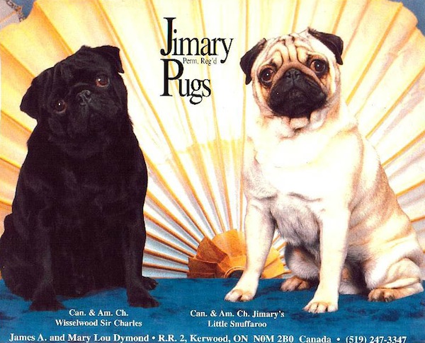 Jimary pugs deals
