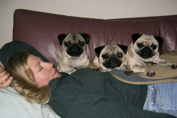 Jimary pugs deals